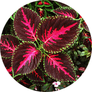 Coleus Forskohlii