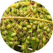 Saw Palmetto Extract